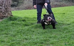 American Bully dogs for stud: Biggs for stud - Image 2