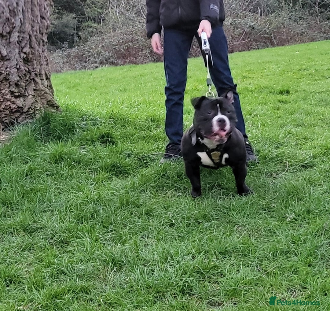 American Bully dogs for stud: Biggs for stud - Image 2