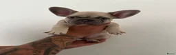 French Bulldog dogs for sale: 3 beautiful French bulldog puppies for sale!  in South Shields - Advert 10