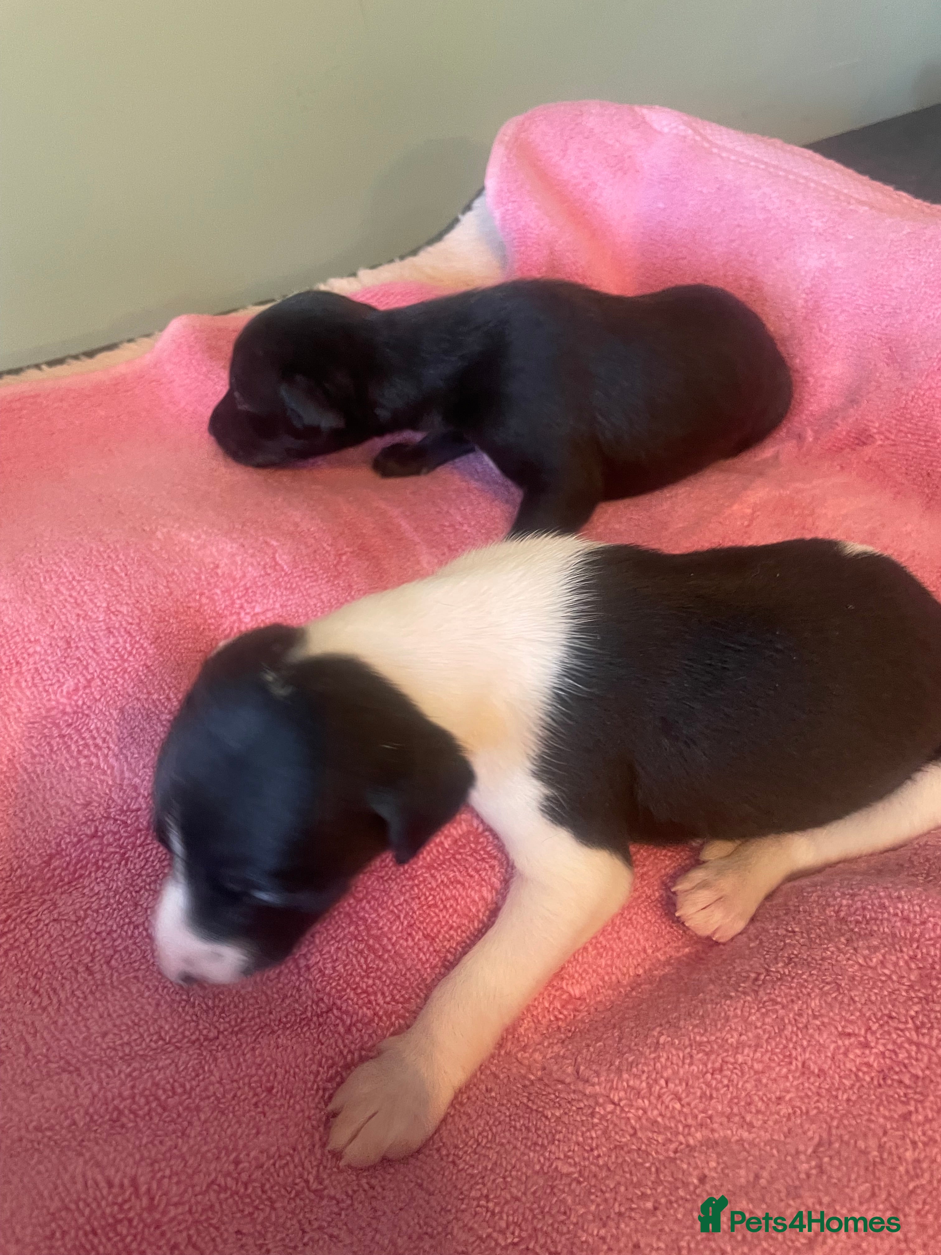 Whippet dogs Beautiful whippet puppies  - Advert 3