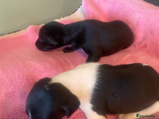 Whippet dogs Beautiful whippet puppies - Advert 14