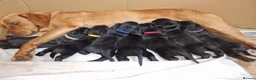 Mixed Breed dogs for sale: Labrador cross Miniature Dachshund(smooth haired) in Bromyard - Advert 3