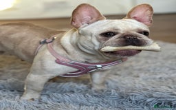 French Bulldog dogs for sale: French bulldog - Image 18