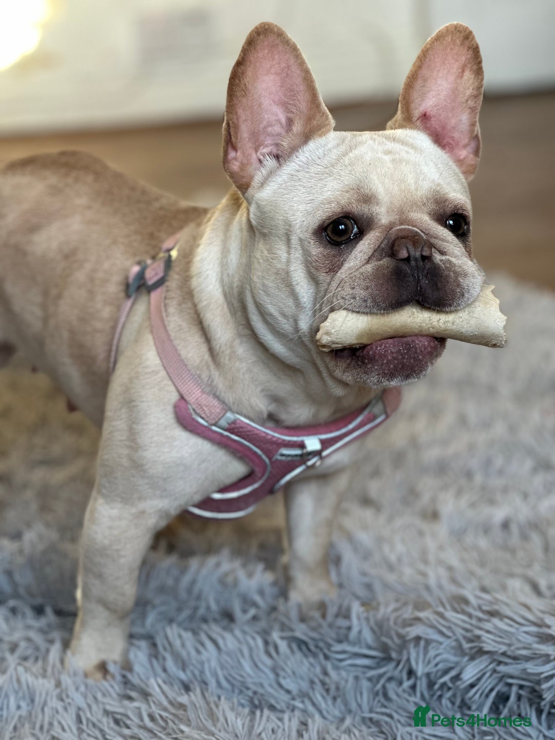 French Bulldog dogs for sale: French bulldog - Image 18