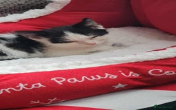 British Longhair cats for sale: Daisy is a 3 month old kitten - Advert 6