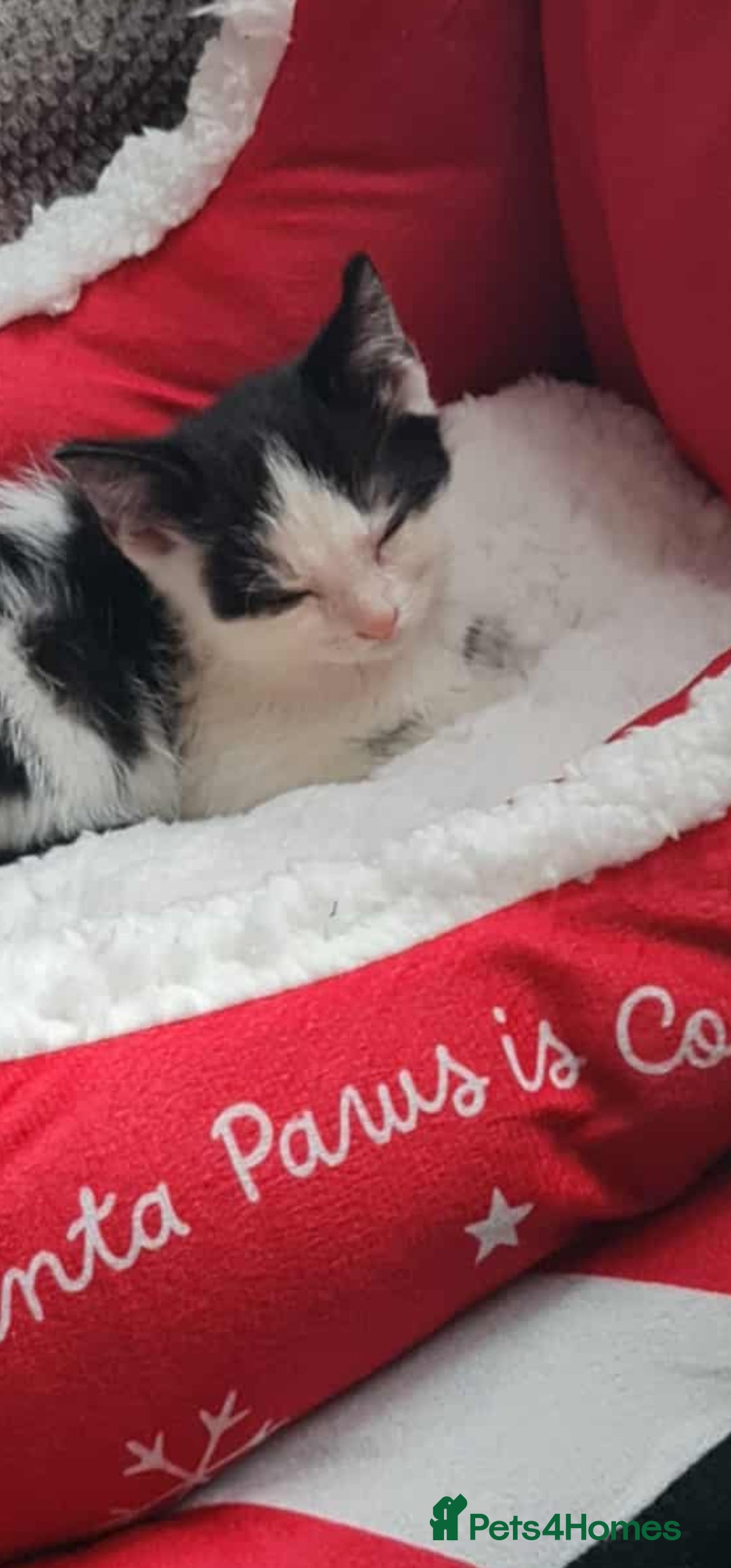 British Longhair cats for sale: Daisy is a 3 month old kitten - Advert 6