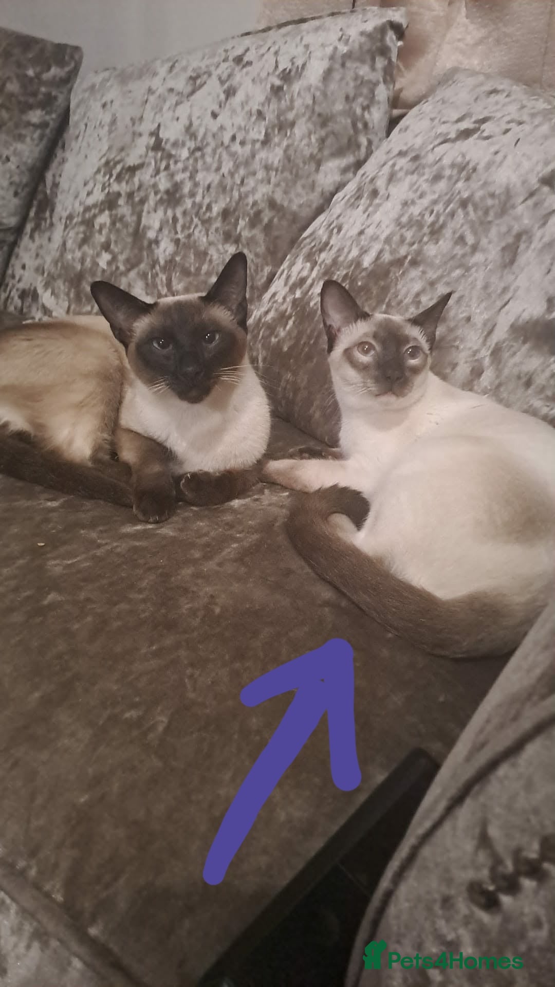 Siamese cats Male Siamese Kitten - Advert 9