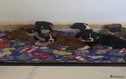 Boxer dogs for sale: Kc Boxer puppy’s bobtail and long licensed breeder - Image 31