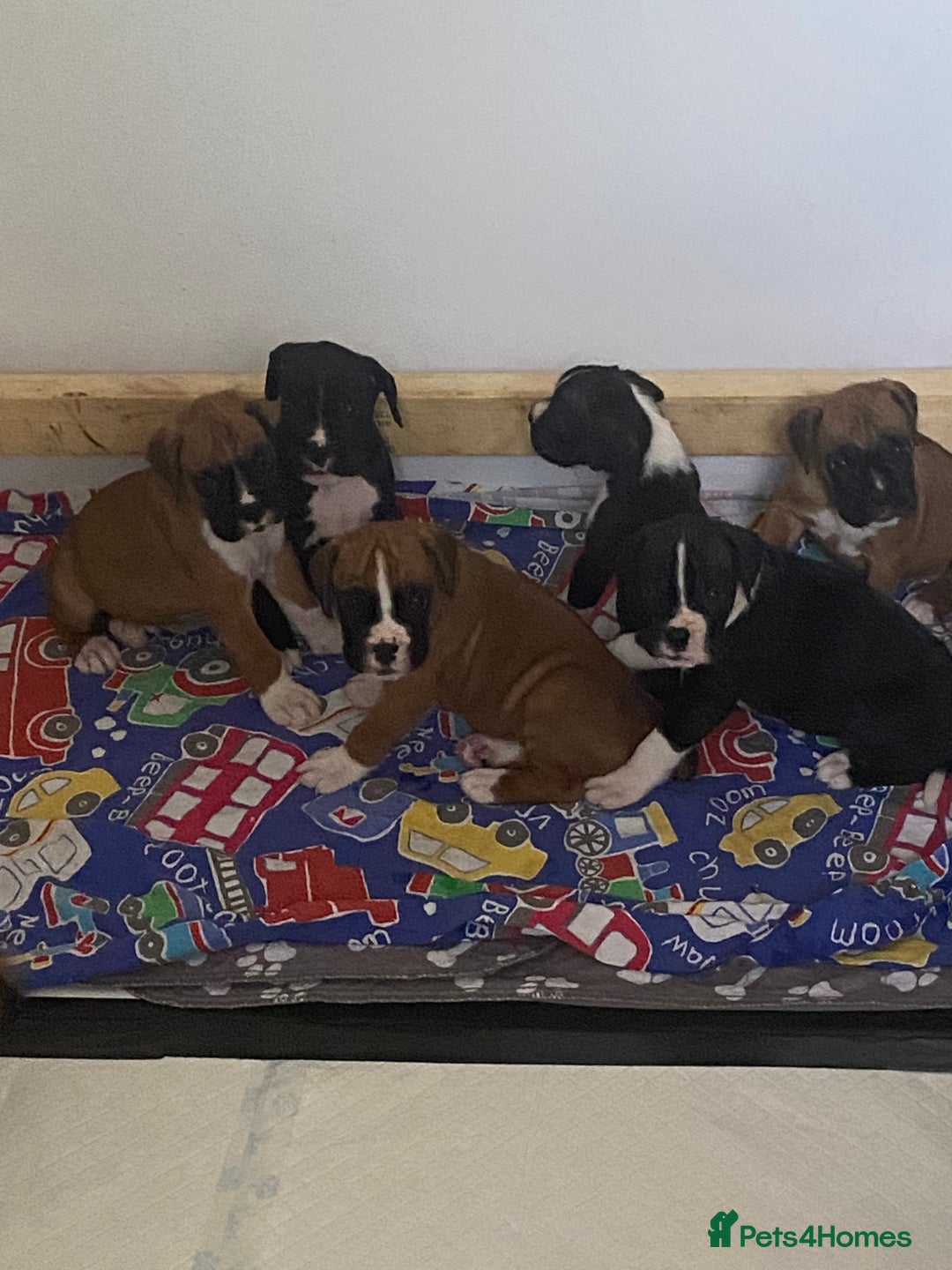 Boxer dogs for sale: Kc Boxer puppy’s bobtail and long licensed breeder - Image 31