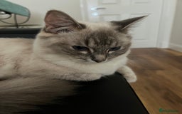 Ragdoll cats for sale: Ragdoll for sale  - Image 3