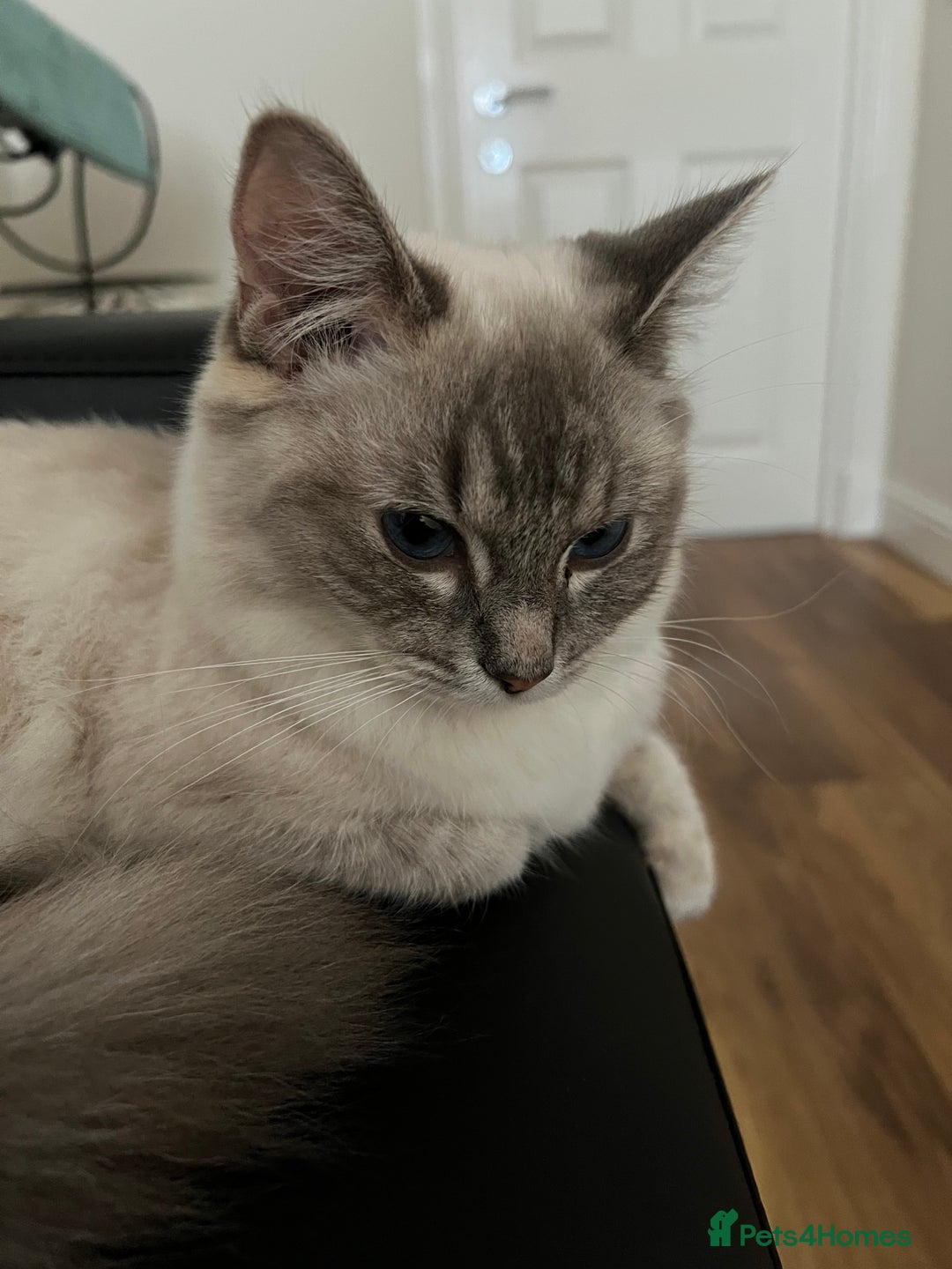 Ragdoll cats for sale: Ragdoll for sale  - Image 3