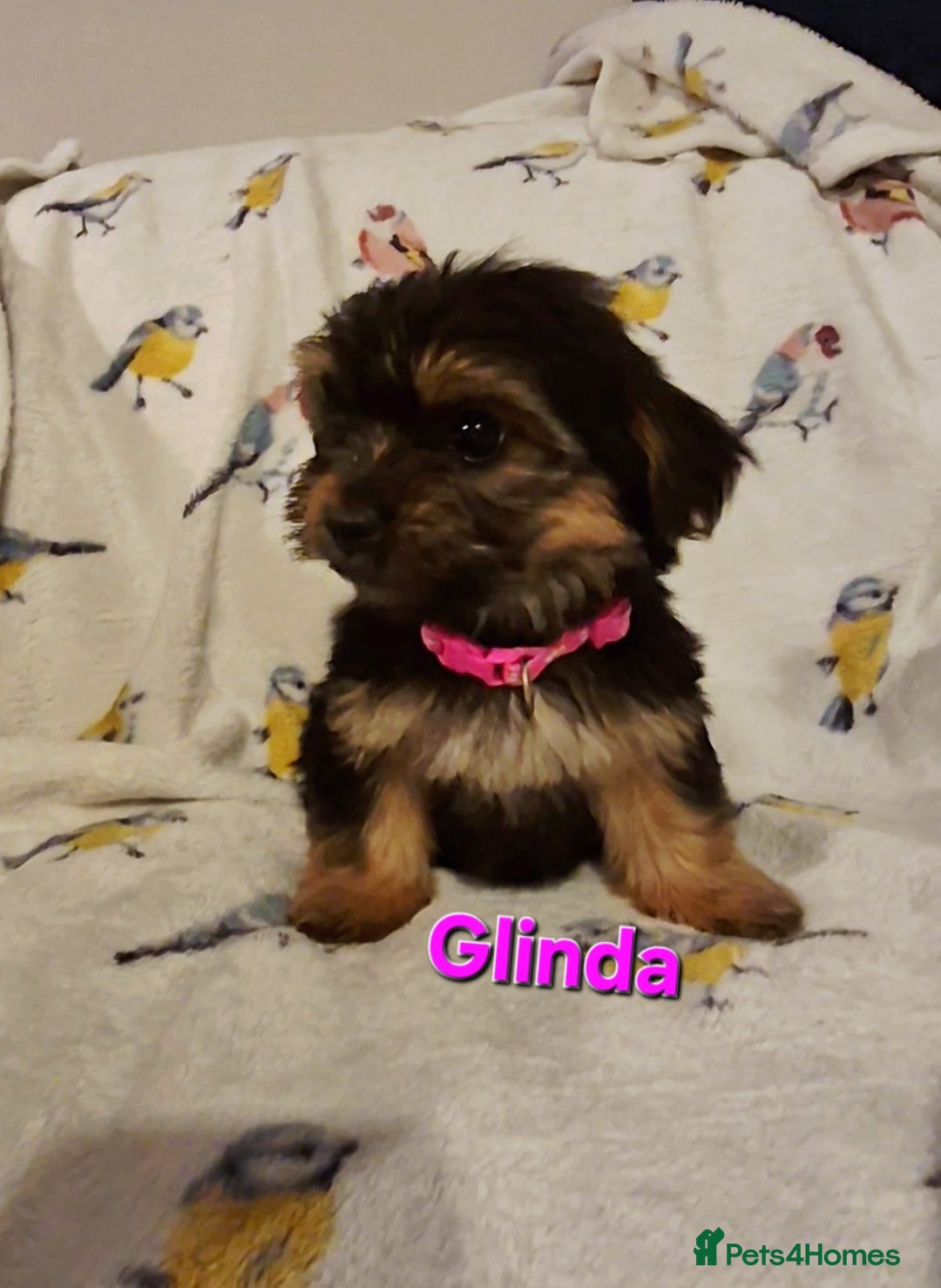 Yorkshire Terrier dogs for sale: 6 GORGEOUS YORKSHIRE TERRIER PUPS. STANDARD SIZE! - Advert 1