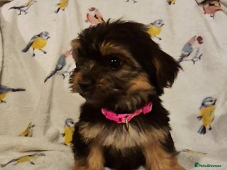 Yorkshire Terrier dogs 6 GORGEOUS YORKSHIRE TERRIER PUPS. STANDARD SIZE! - Advert 1