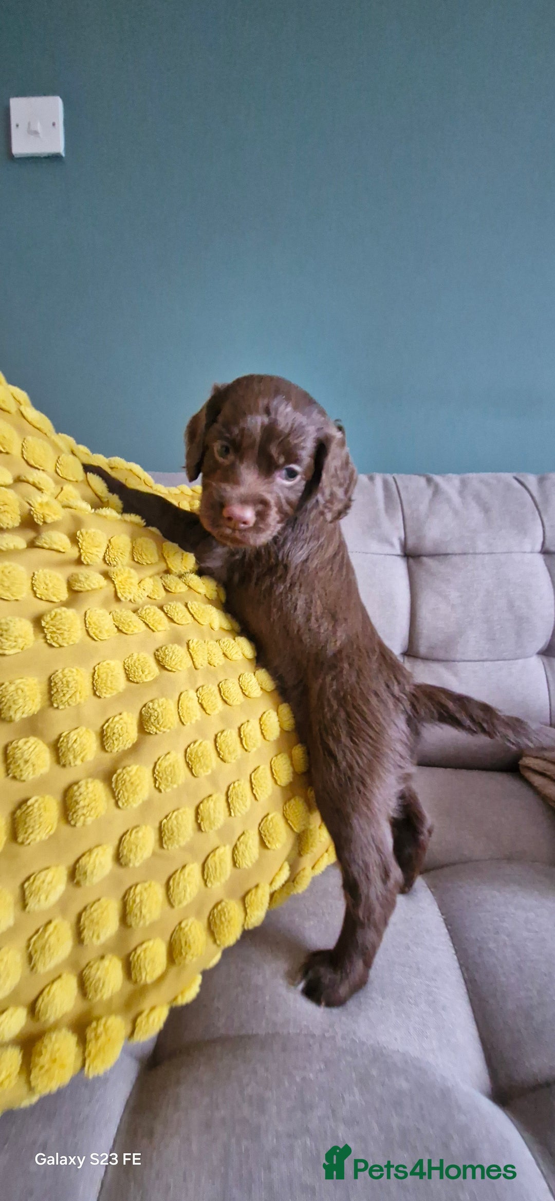 Cocker Spaniel dogs for sale: 5 Beautiful working cocker spaniel puppies  - Advert 17