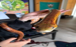 Corn Snake reptiles for sale: Princess Aurora, a normal corn snake - Image 3