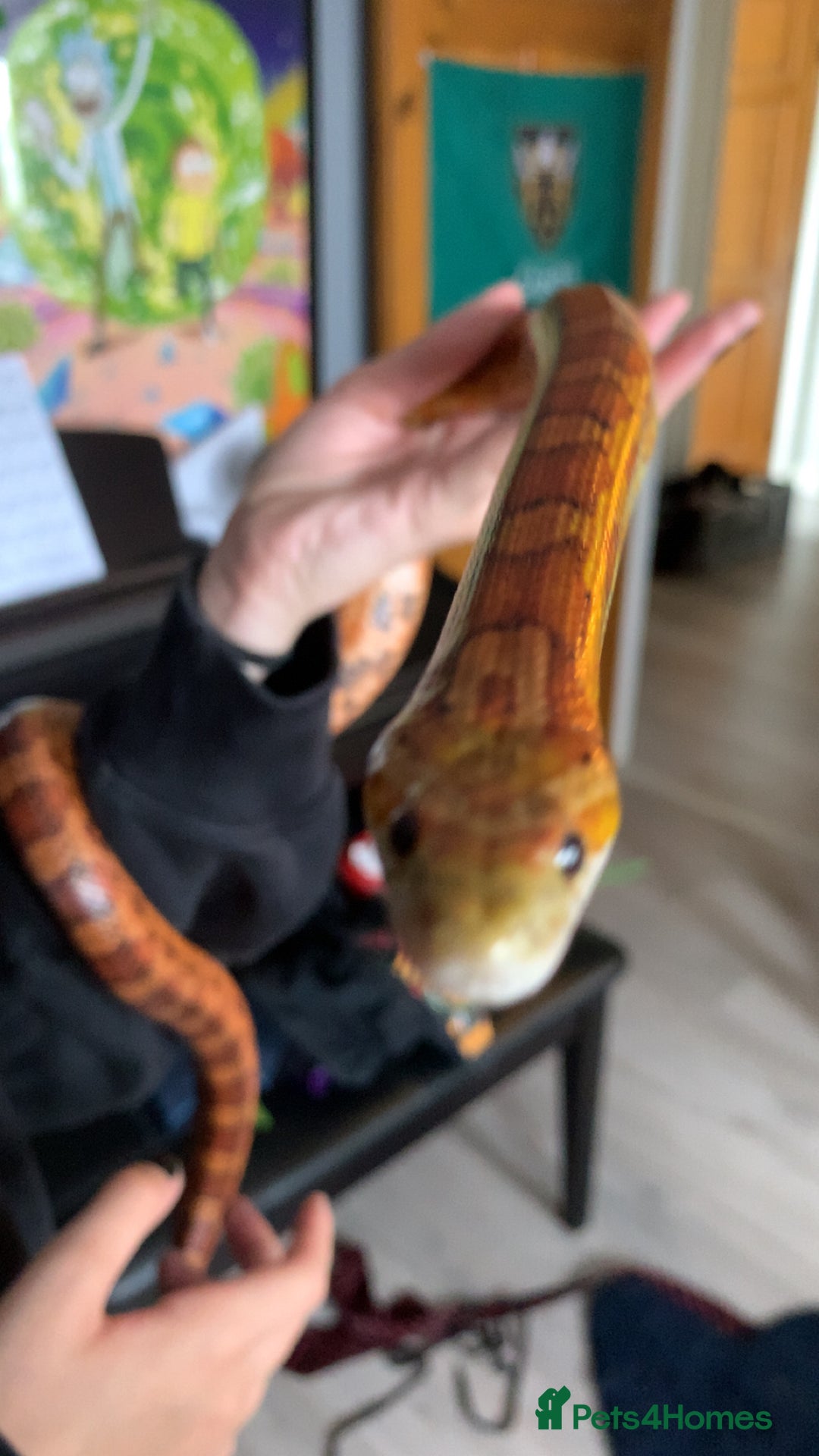 Corn Snake reptiles for sale: Princess Aurora, a normal corn snake - Image 3