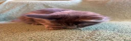 Maine Coon cats for sale: TICA registered Maine coons.  - Advert 10