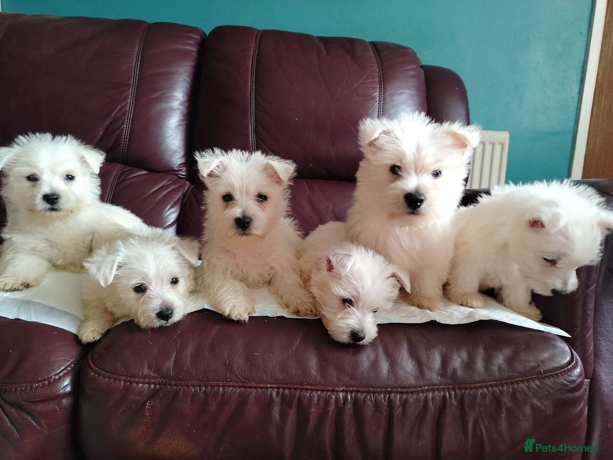 West Highland Terrier dogs for sale: Beautiful West Highland terrier puppies available - Advert 7