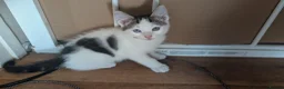 Mixed Breed cats for sale: 4 female kittens for sale  in New Milton - Advert 1