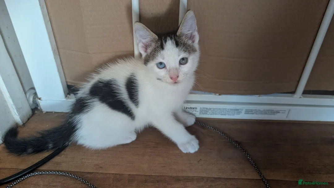 Mixed Breed cats for sale: 4 female kittens for sale  in New Milton - Advert 1