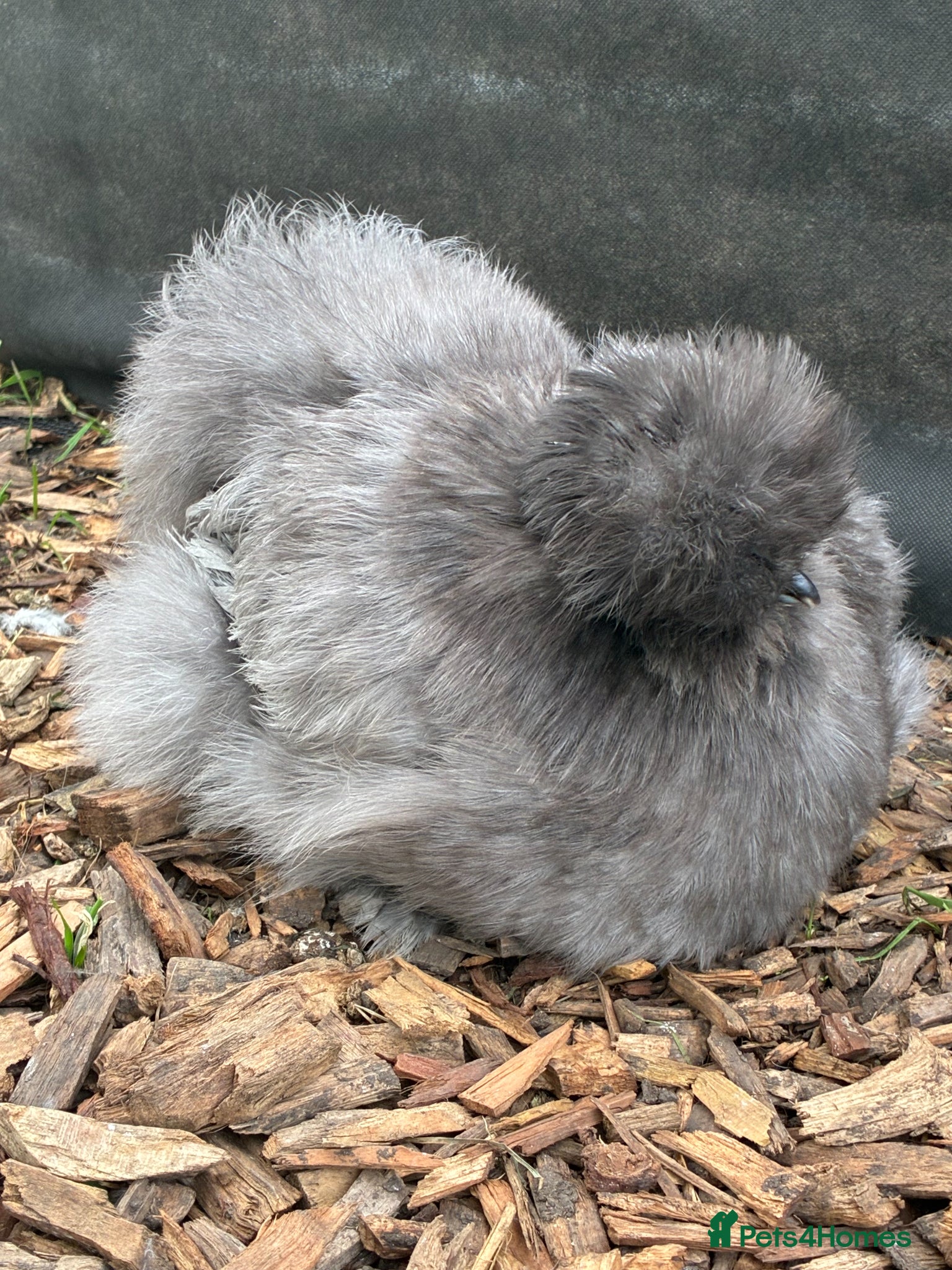 Chickens poultry Blue bearded silkie hatching eggs with *guarantee* - Advert 6
