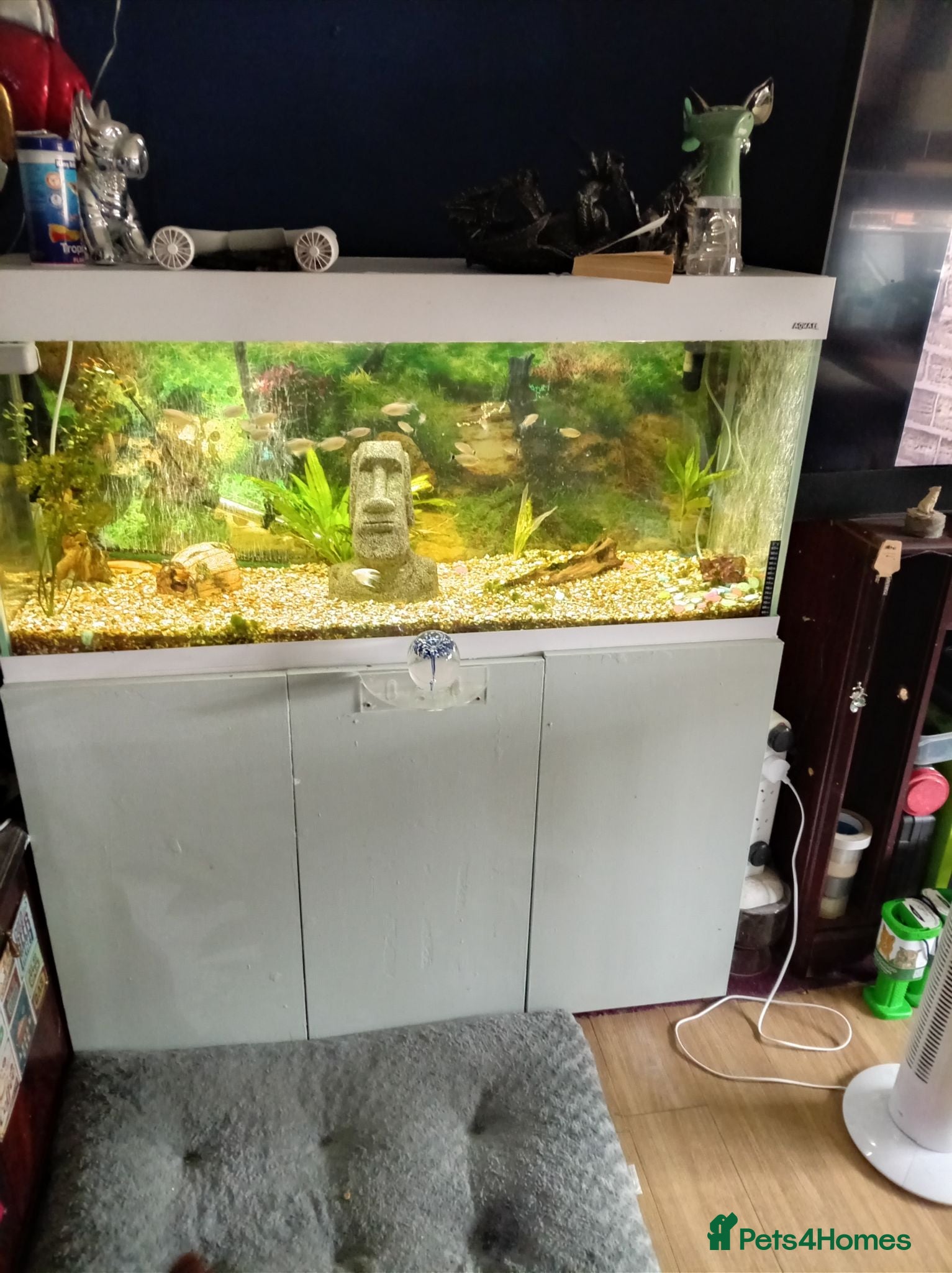 Catfish fish Fish tank - Advert 1