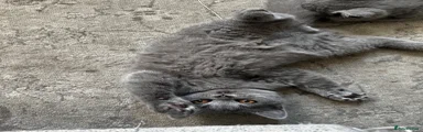 British Shorthair 3