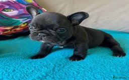 French Bulldog dogs for sale: Healthy Blue French Bulldog Babies - Image 5