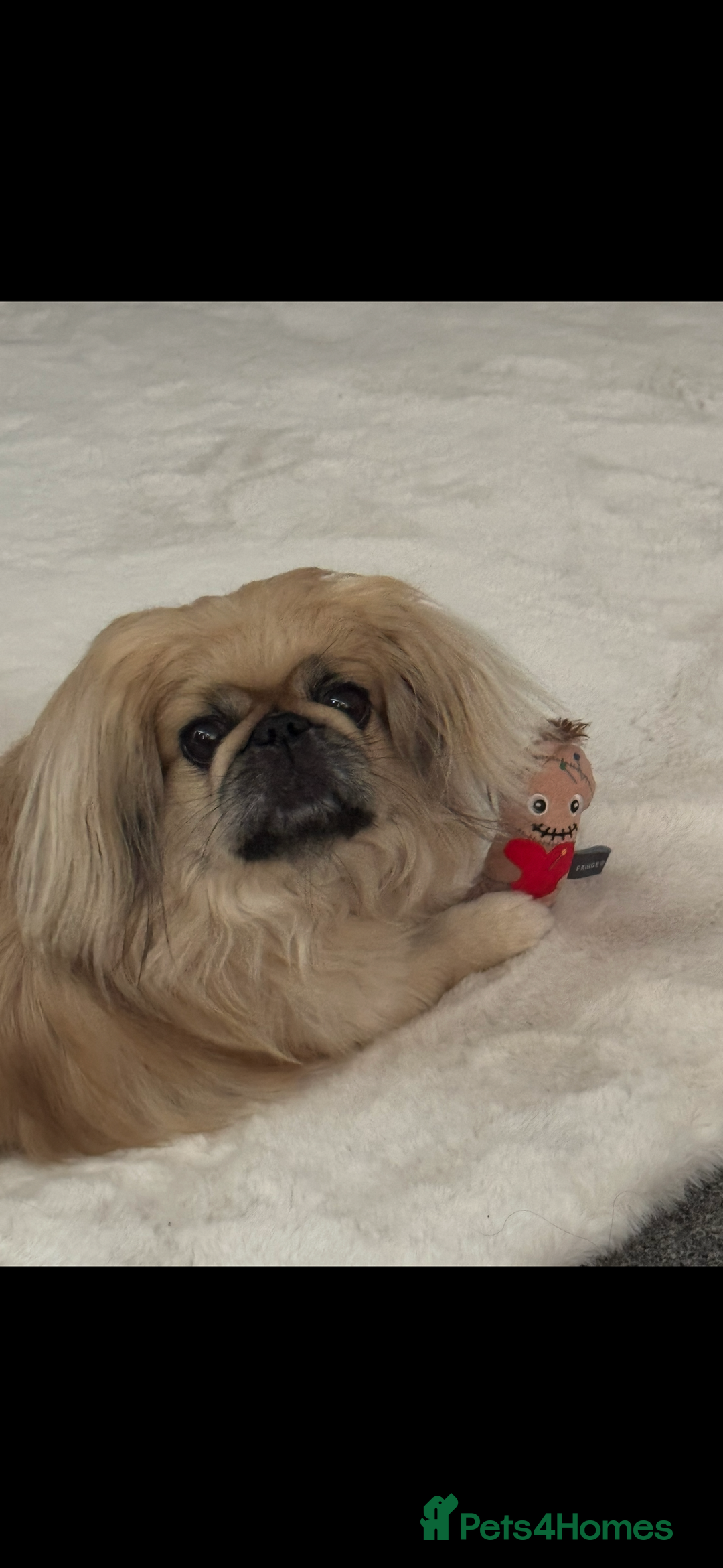 Pekingese dogs for stud: Stud Wanted - Advert 4