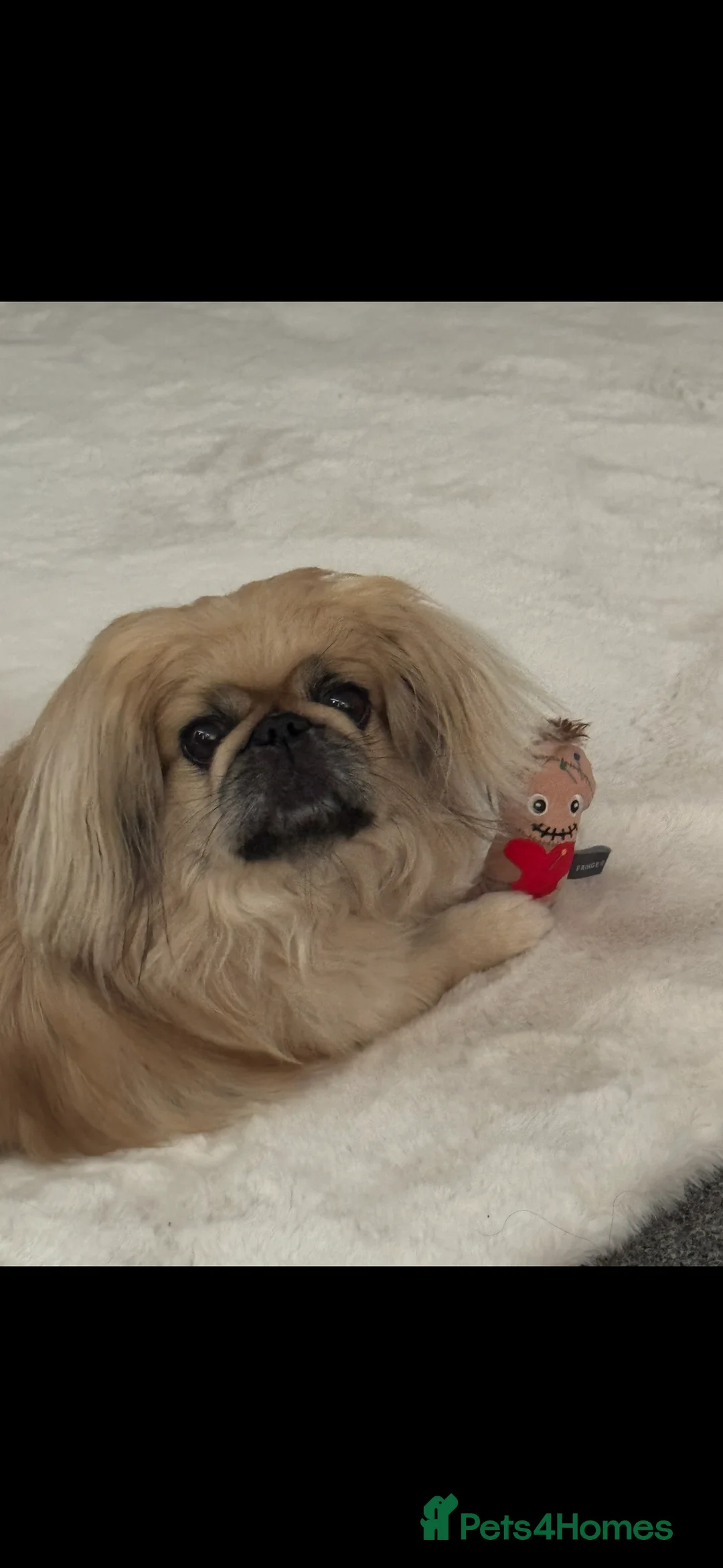 Pekingese dogs for stud: Stud Wanted - Advert 4