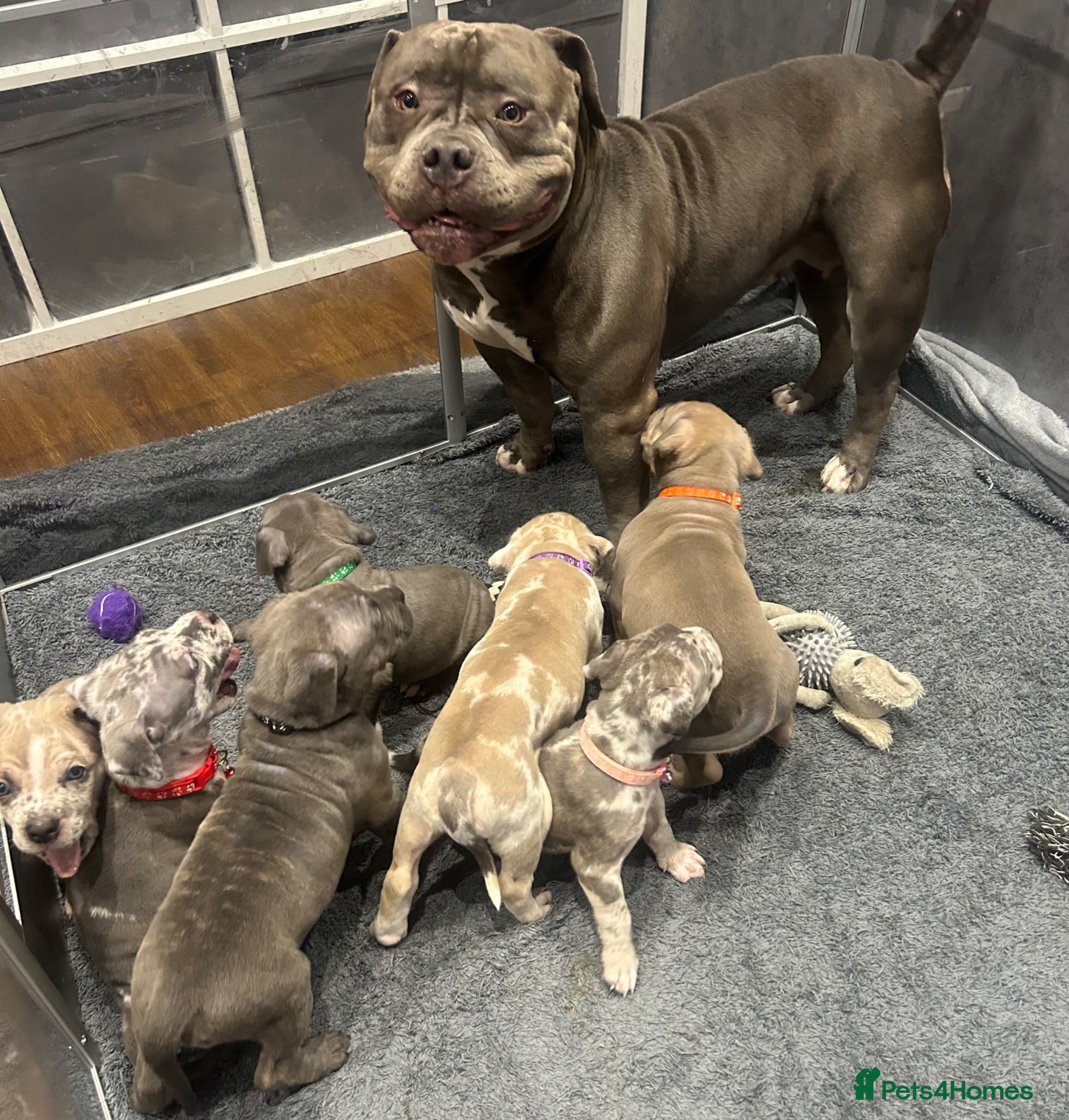 Cane Corso dogs Pocket bully x Cane Corso - Advert 5