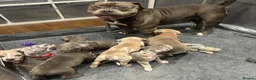 Cane Corso dogs for sale: Pocket bully x Cane Corso - Advert 1