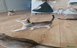 Abyssinian cats for sale: SILVER Abyssinian kittens - Image 7