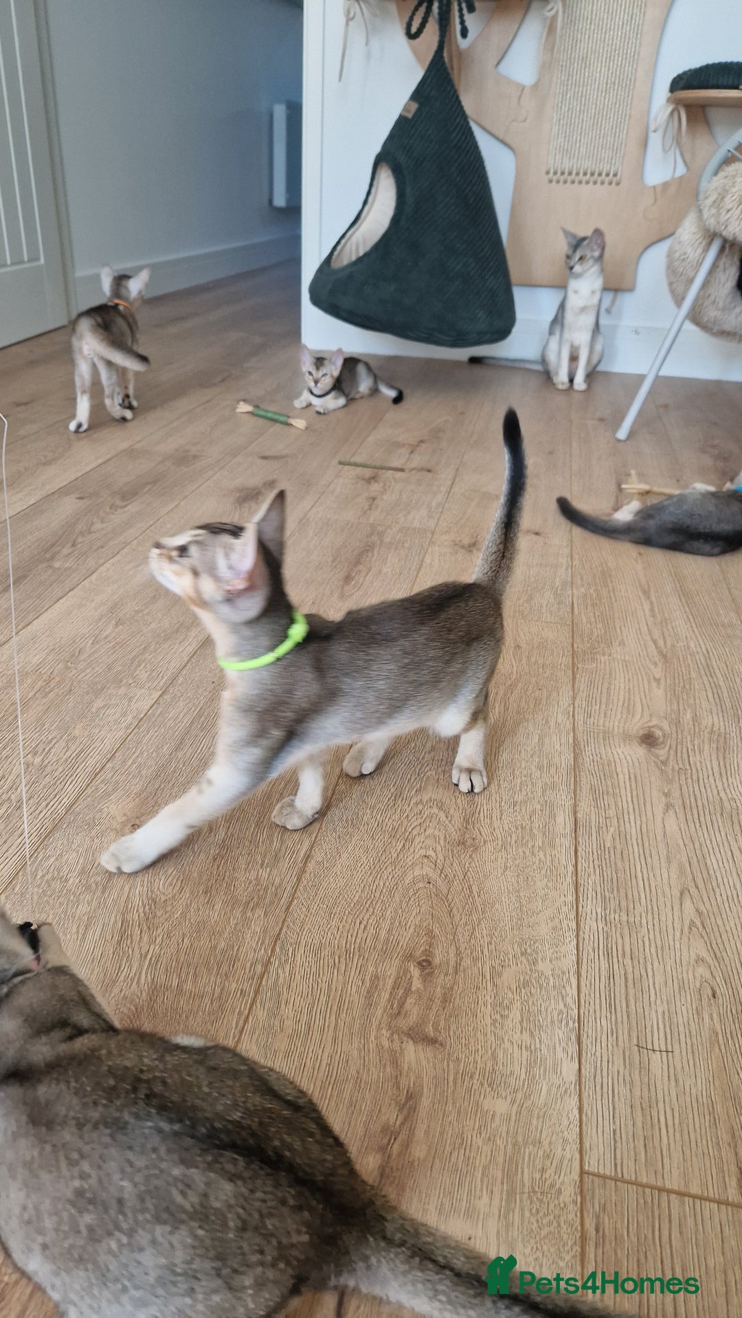 Abyssinian cats for sale: SILVER Abyssinian kittens - Image 7