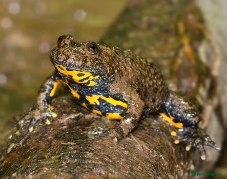 Frog reptiles Yellow bellied toad froglets  - Advert 2