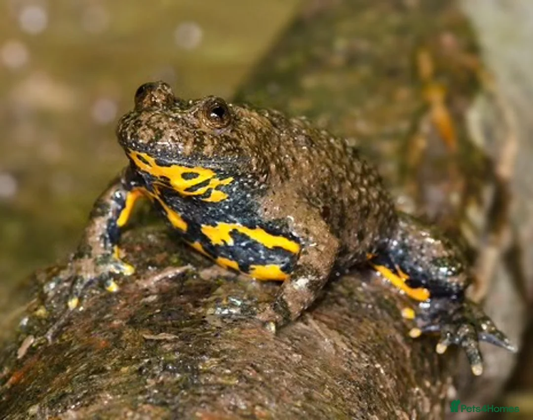 Frog reptiles for sale:  toad froglets  - Advert 1