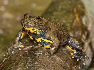 Frog reptiles Yellow bellied toad froglets - Advert 2