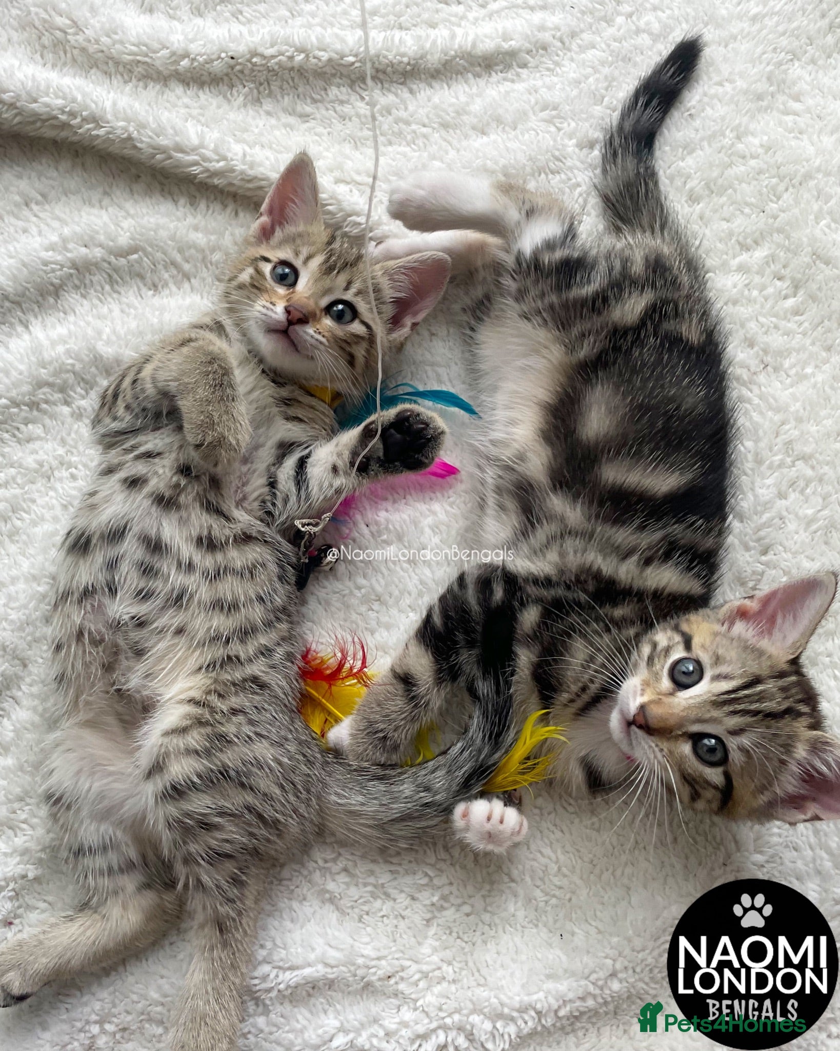 Bengal cats 🌈 BENGAL KITTENS 🌈 ⭐️⭐️⭐️⭐️⭐️ - Advert 2