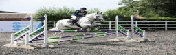 Connemara horses for sale: 15.1hh schoolmaster - Advert 2