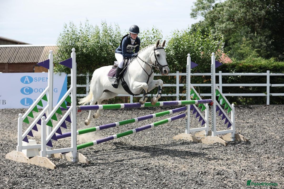 Connemara horses for sale: 15.1hh schoolmaster - Advert 2
