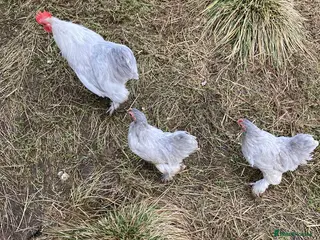 Chickens poultry Lavender pekins trio - Advert 8