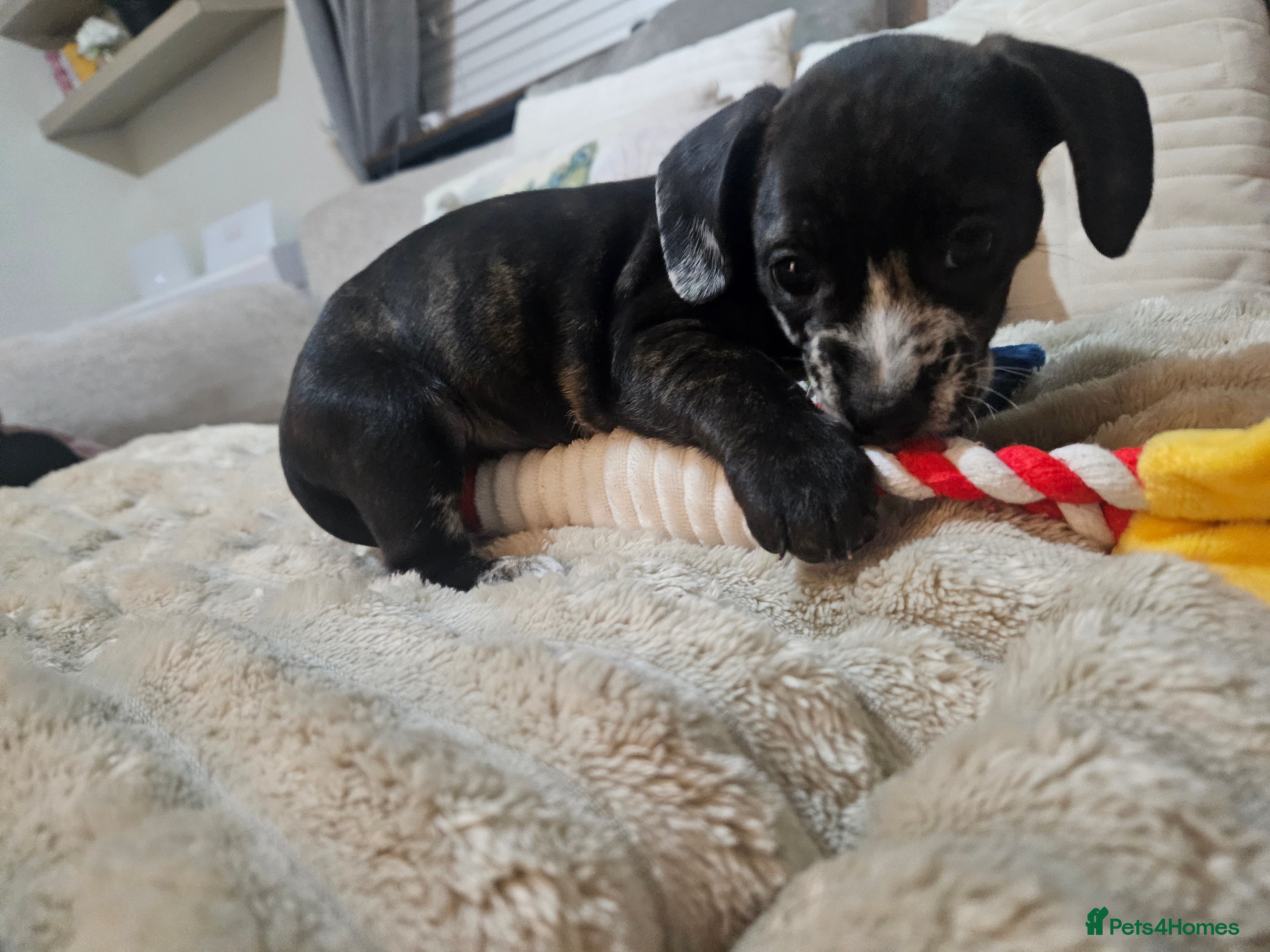 Mixed Breed dogs French wheener - Advert 1