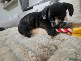 Mixed Breed dogs French wheener - Advert 1