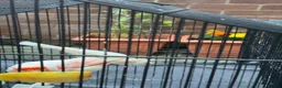 Canaries birds for sale: White canaries with cage in Belfast - Advert 3