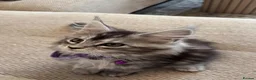 Maine Coon cats for sale: Pure Maincoon kittens in Birmingham - Advert 11