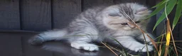 Persian cats for sale: Simply Stunning Persian Kittens  in Warrington - Advert 8