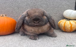 Dwarf Lop rabbits for sale: Dwarf Lop Baby Rabbits - Image 1