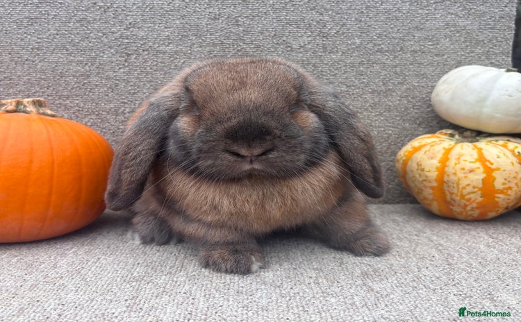 Dwarf Lop rabbits - Advert 2