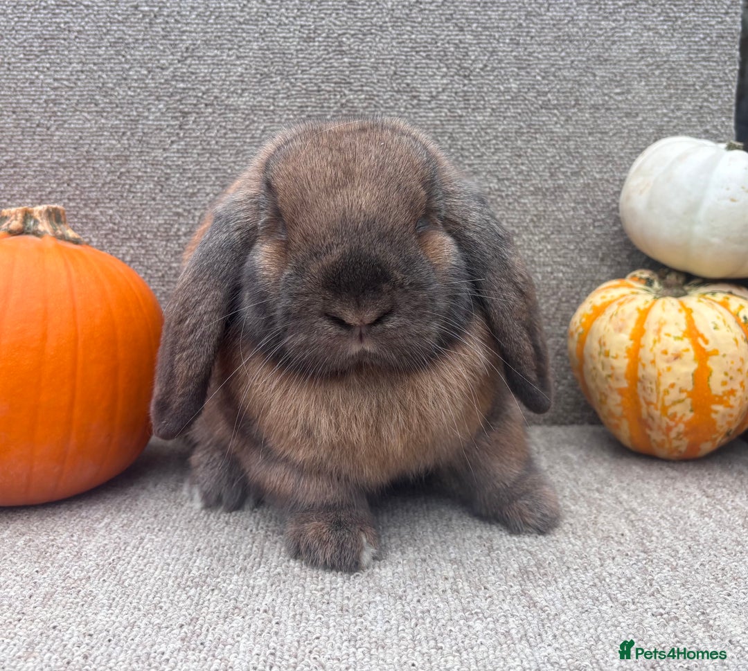 Dwarf Lop rabbits for sale: Dwarf Lop Baby Rabbits - Image 1
