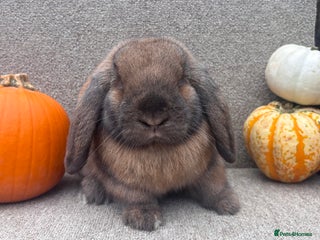 Dwarf Lop rabbits - Advert 8